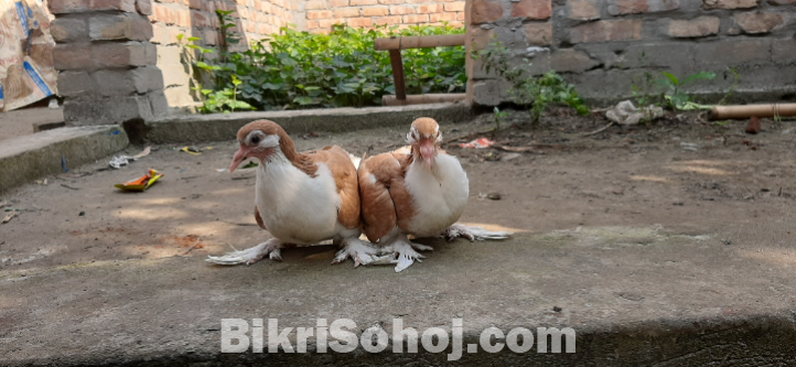 হলুদ সিরাজি বেবি ০২ জোড়া